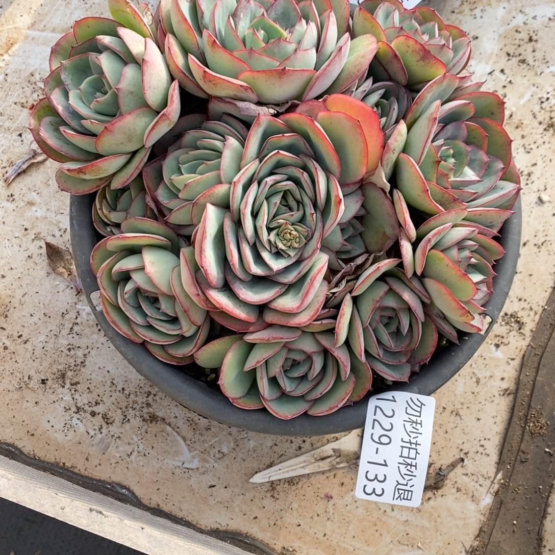 两单包邮1229-133牡丹亭