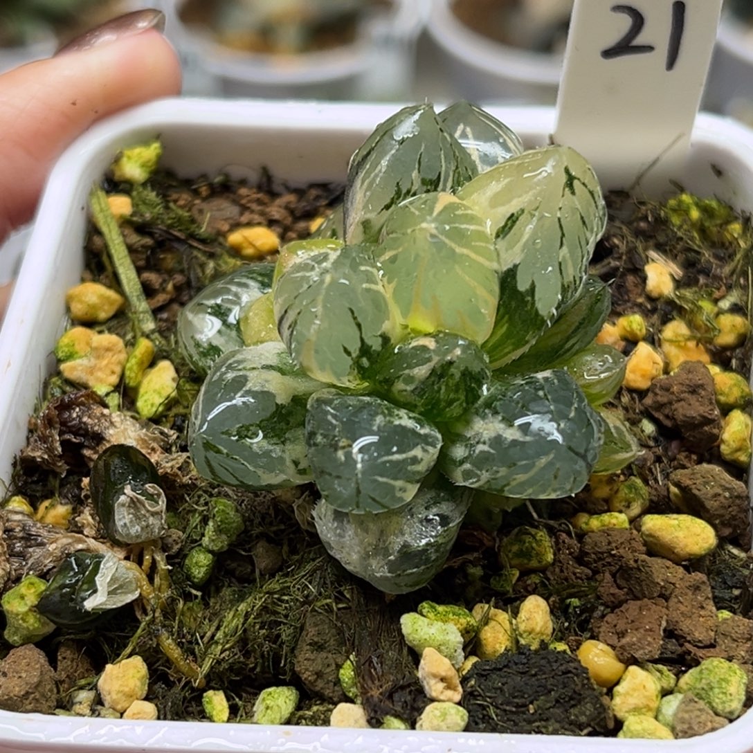 21龙爪玉露锦福利专场