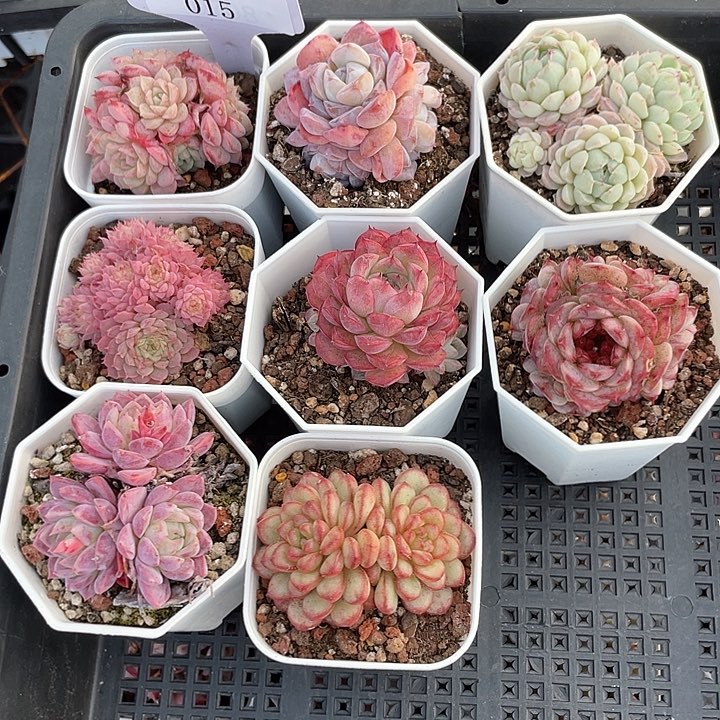 薇薇安园艺多肉015