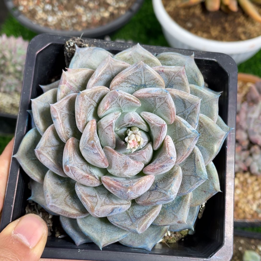 龙纹章单头多肉植物