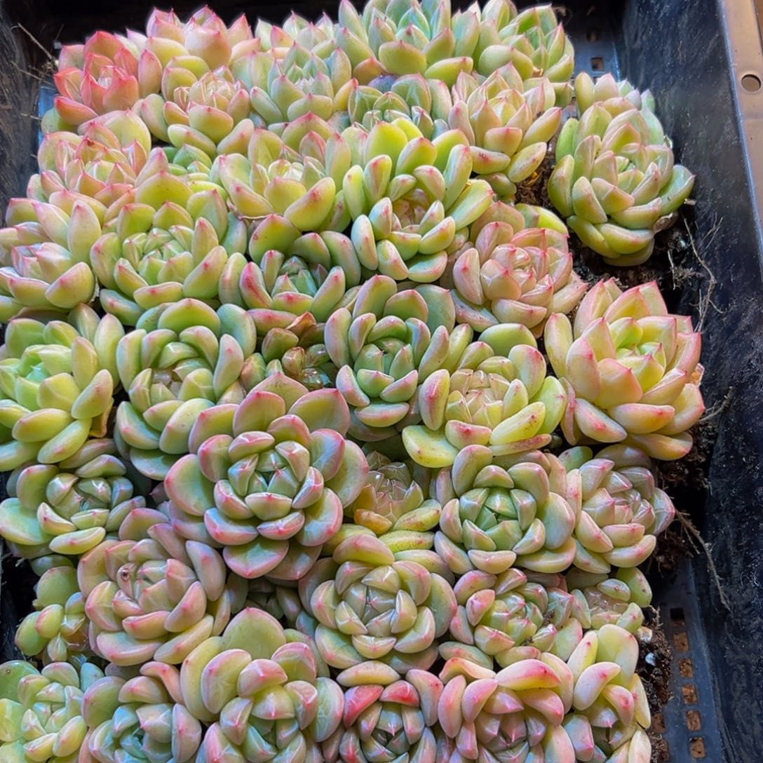 847多肉葡萄的味道是