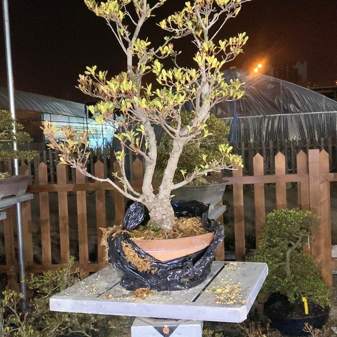 红陶天*杜鹃花，2818