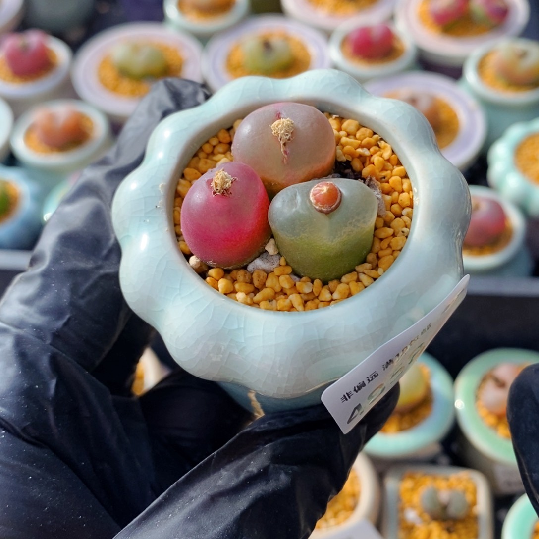 4858--一物一拍 带盆