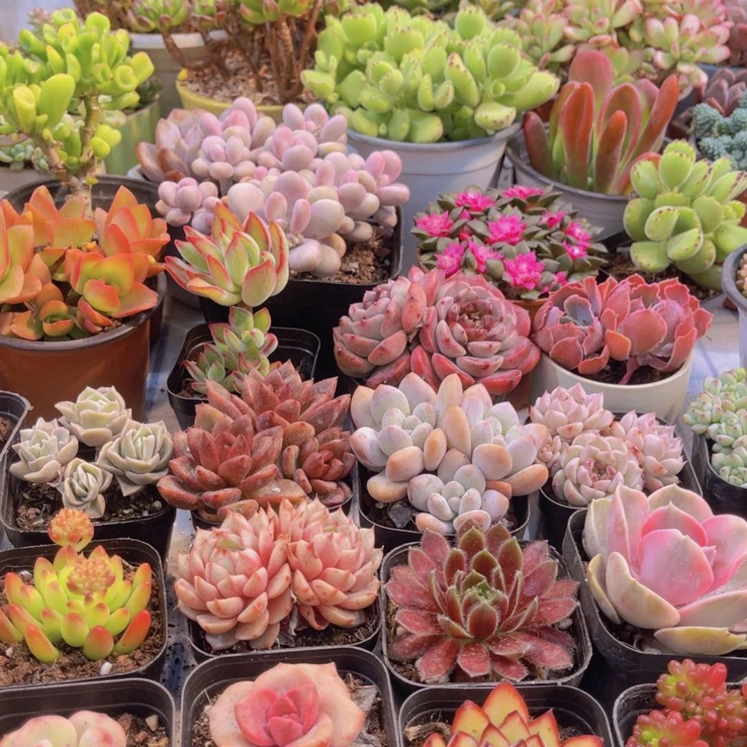 【满9.9包邮】孤品10盆带盆土多肉4-6cm多肉植物以直播间展示为主