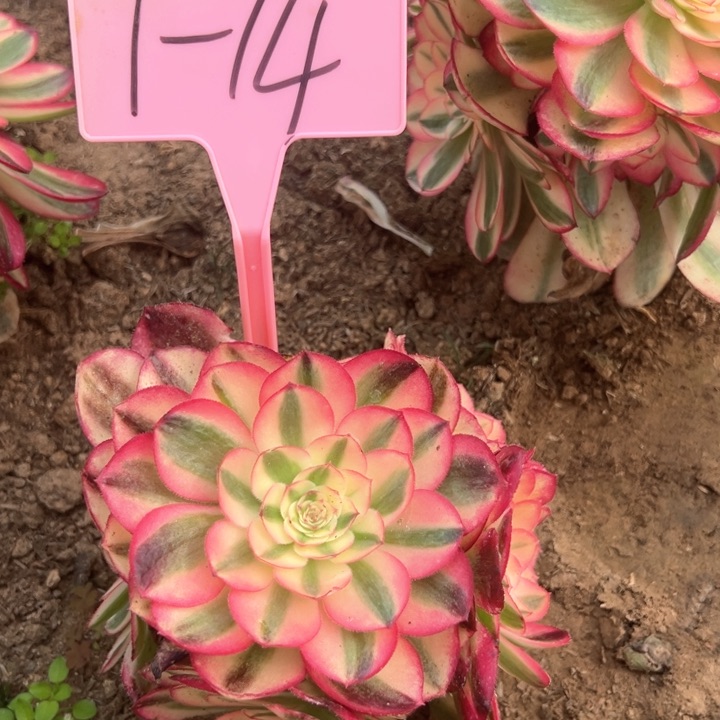 1-14倾城多肉植物