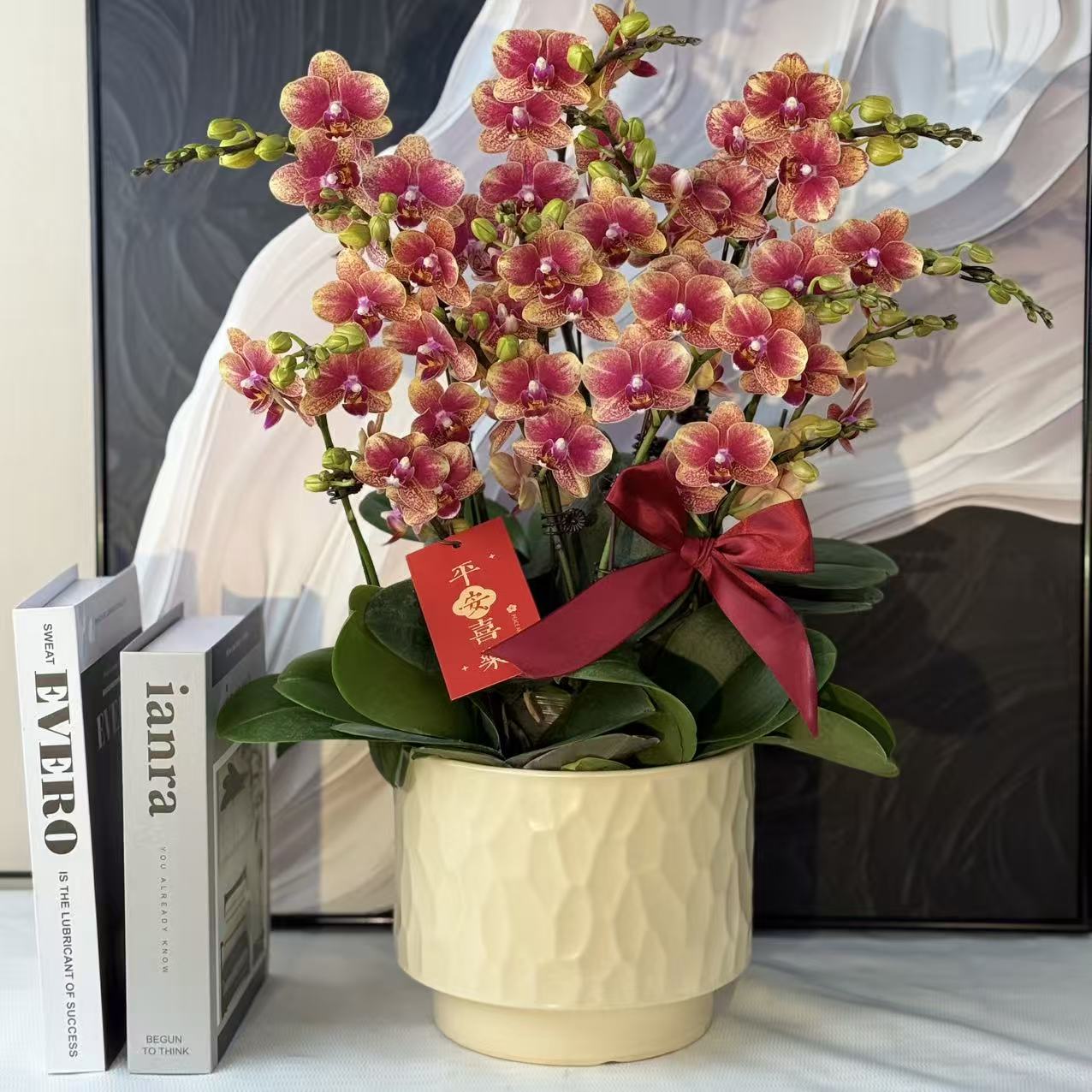 蝴蝶兰《聚宝盆》财源滚滚而来年宵花精致组盆好养耐养基地直发1