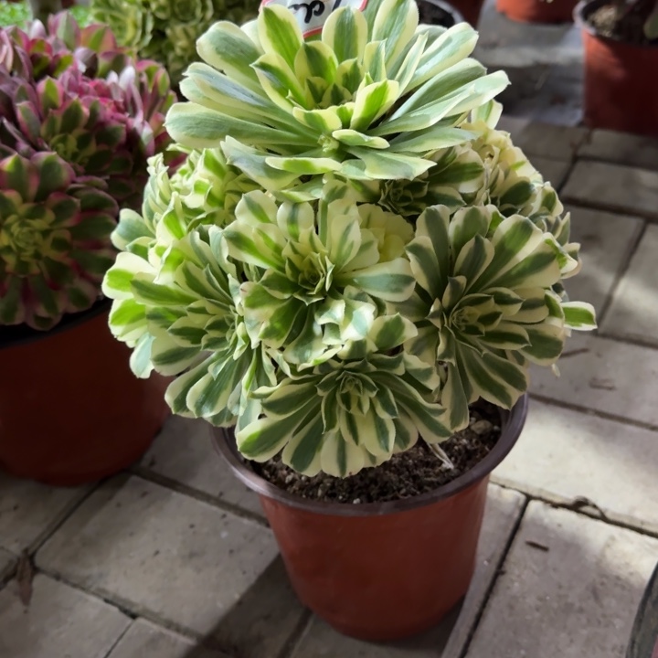 303号迈巴赫法师植物