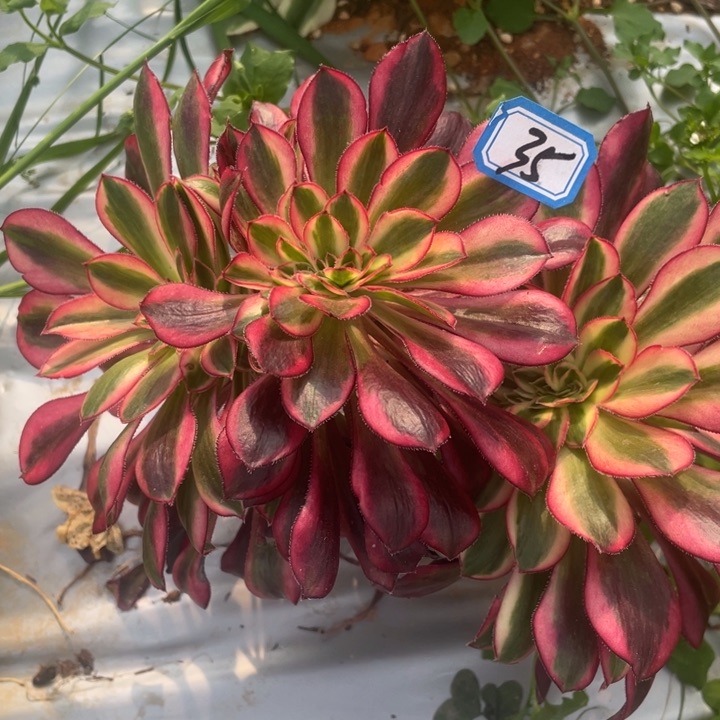 35香奈儿缀化法师锦