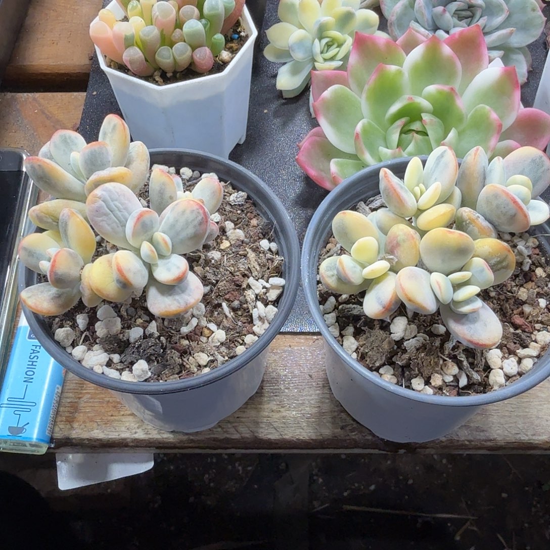 赚***乐福娘锦两棵 小方花圃一物一拍