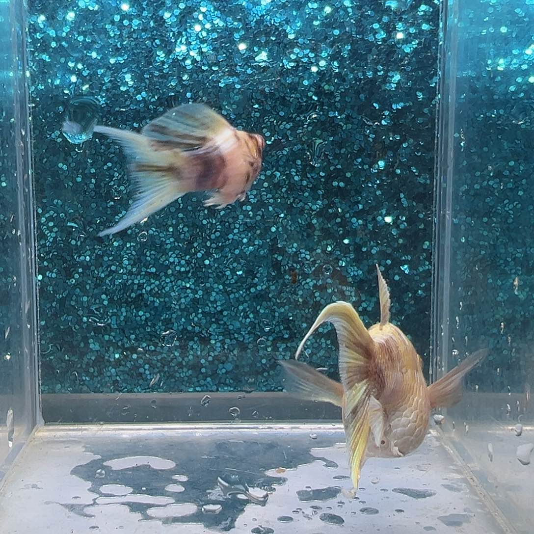 孔雀鱼金虎玛丽一对00013