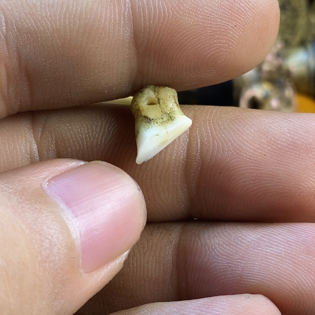 飞***鱼恭喜发财扎西德勒