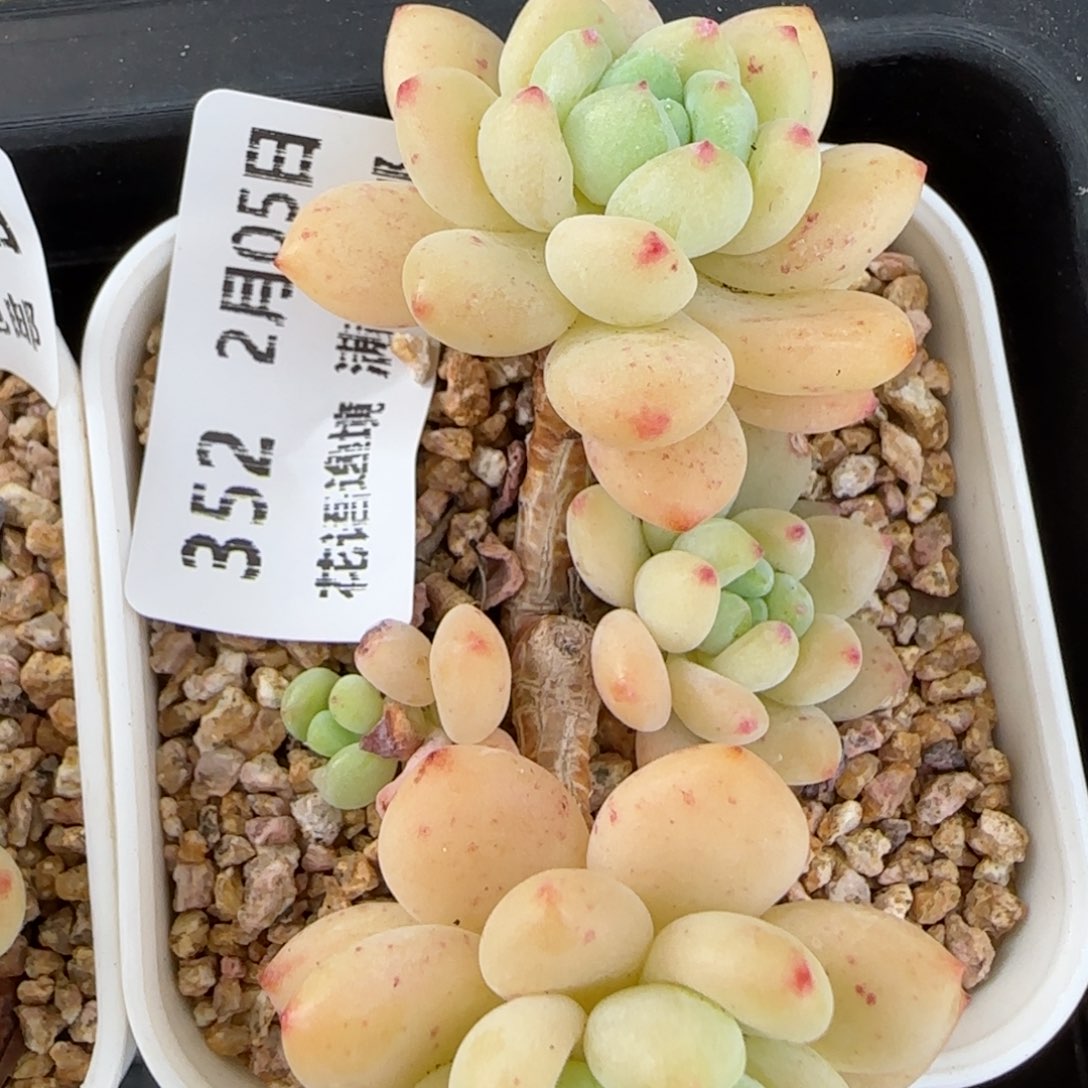 花语逸镜0205-352