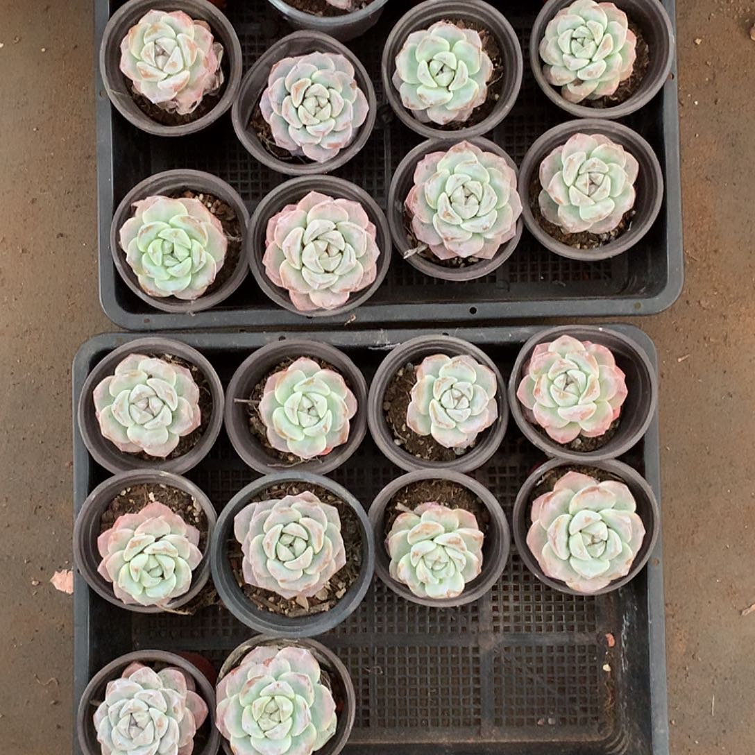 溪畔多肉植物20颗