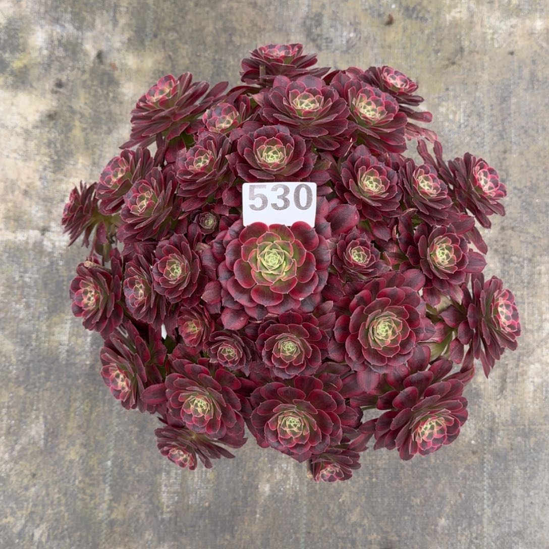 530！安娜法师多肉植物