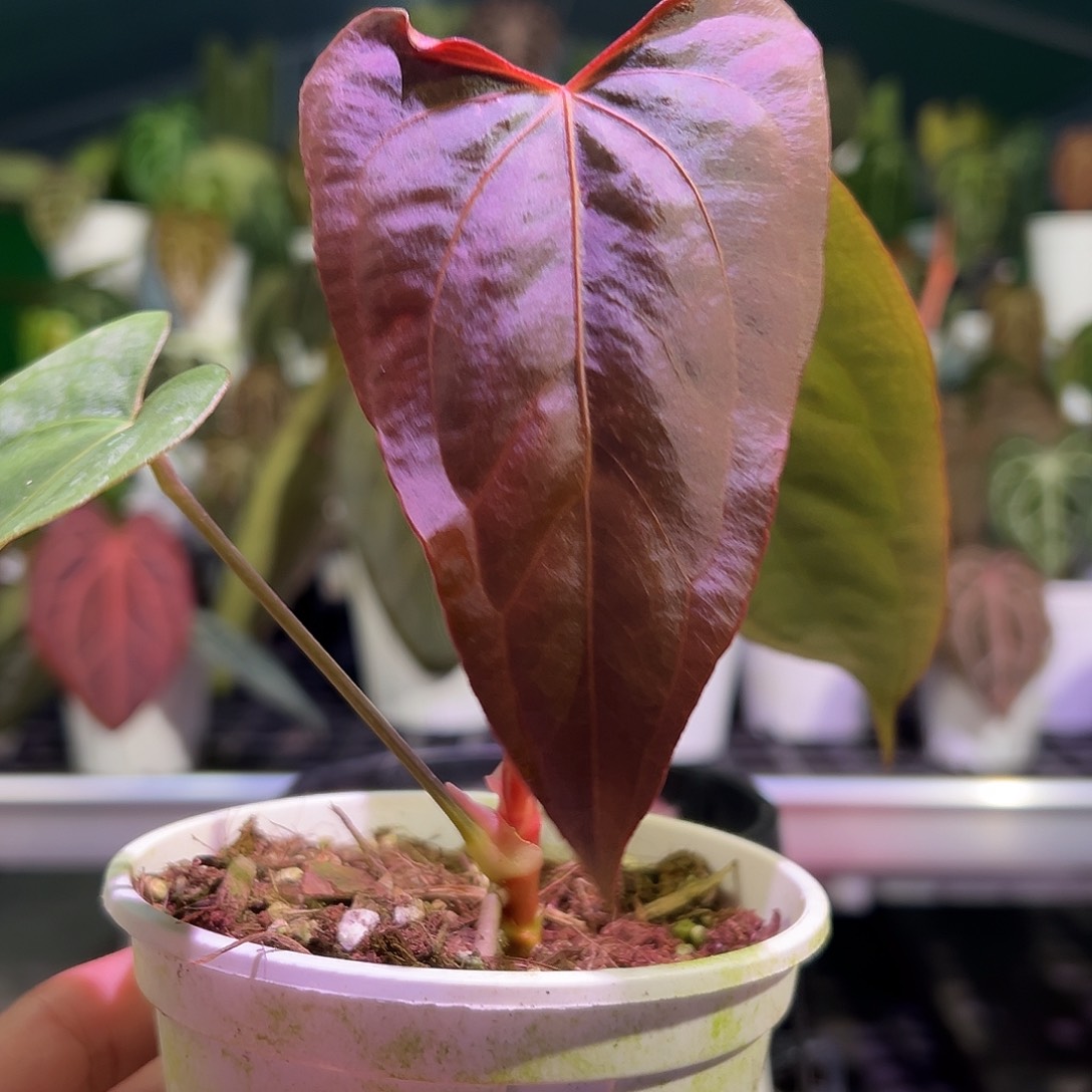 完全开放戴斯*波特