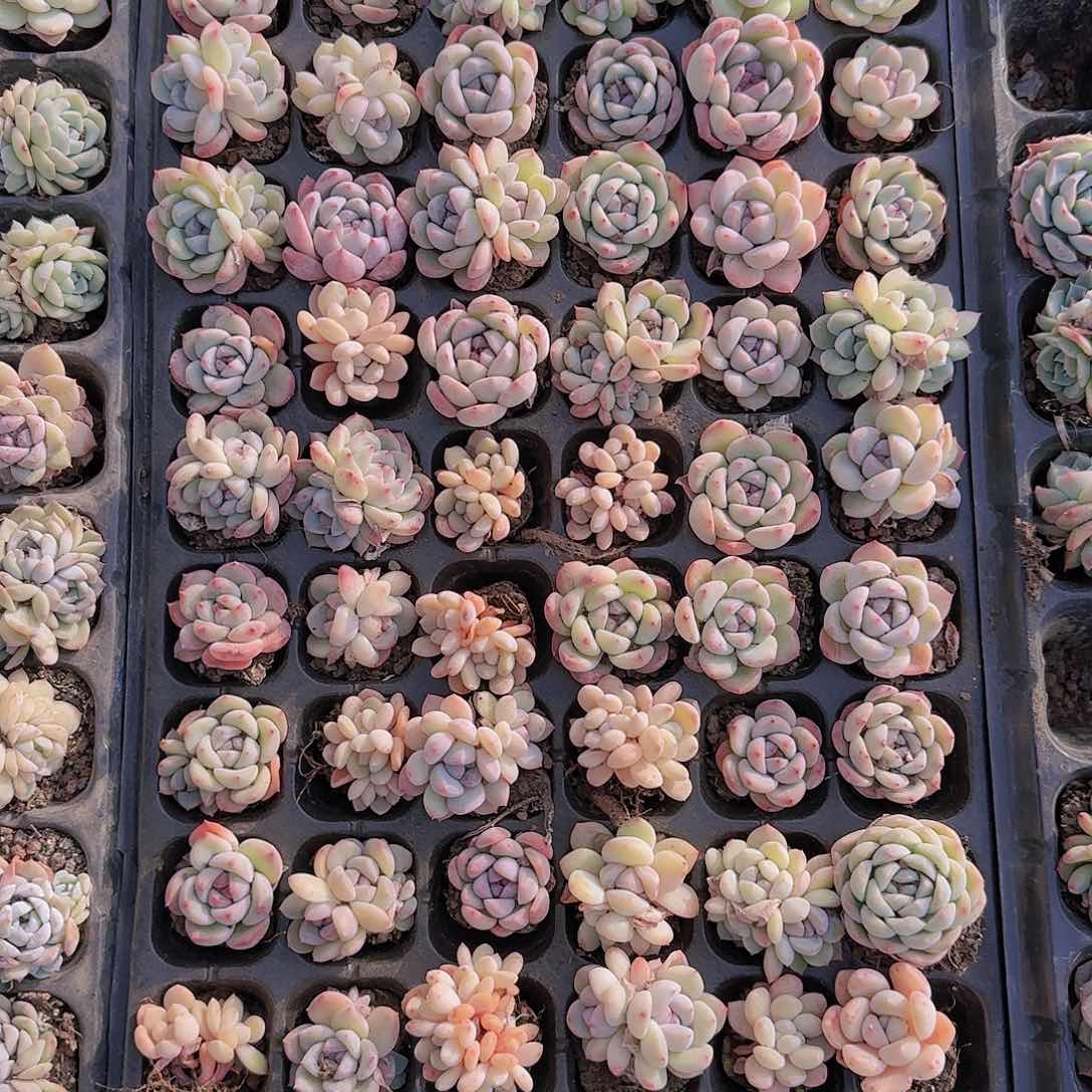 直播一物一拍多肉66