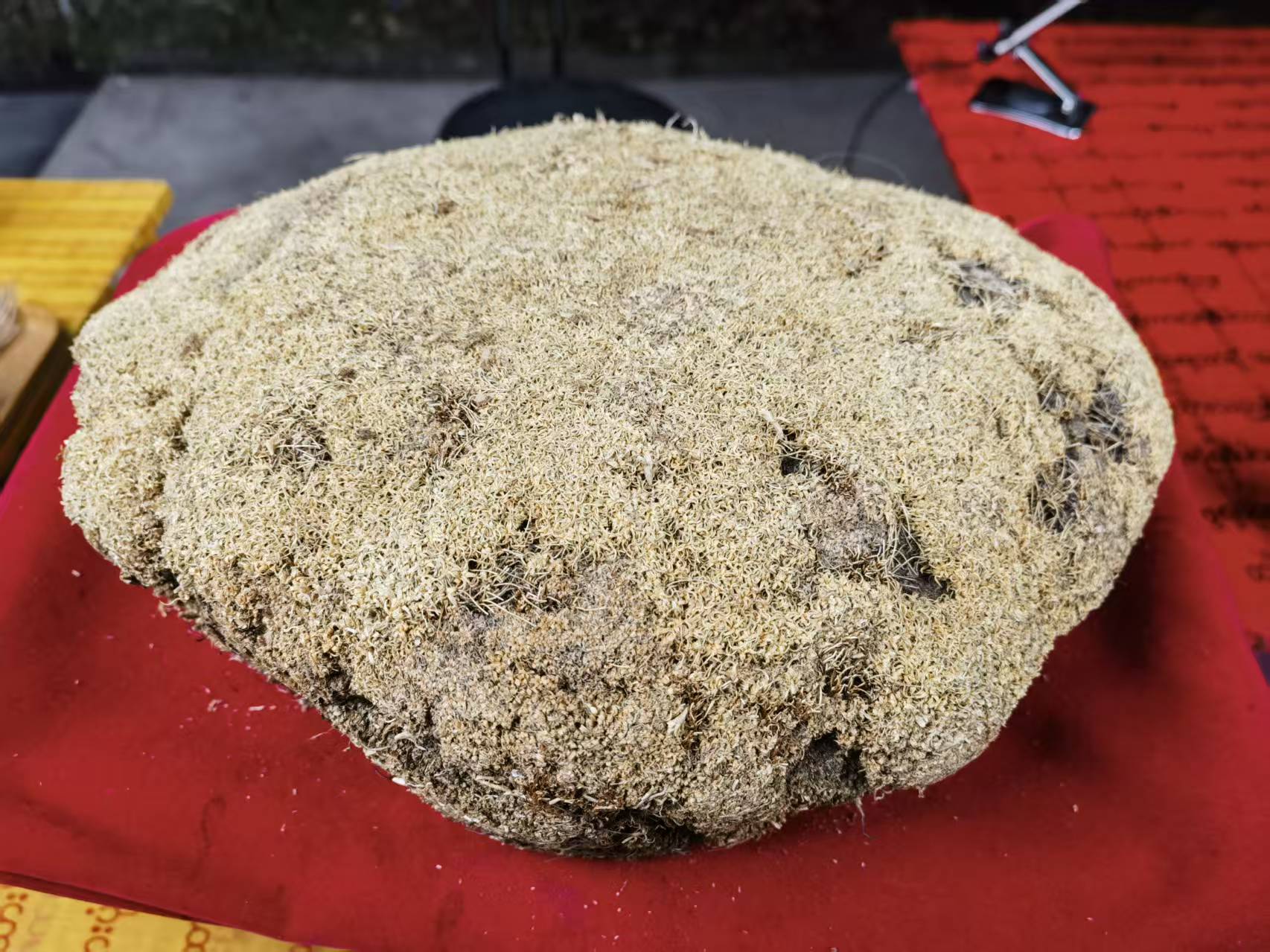 1【百-年-雪-林-芝】净含量：250g-1000g【阿徐现收】枸