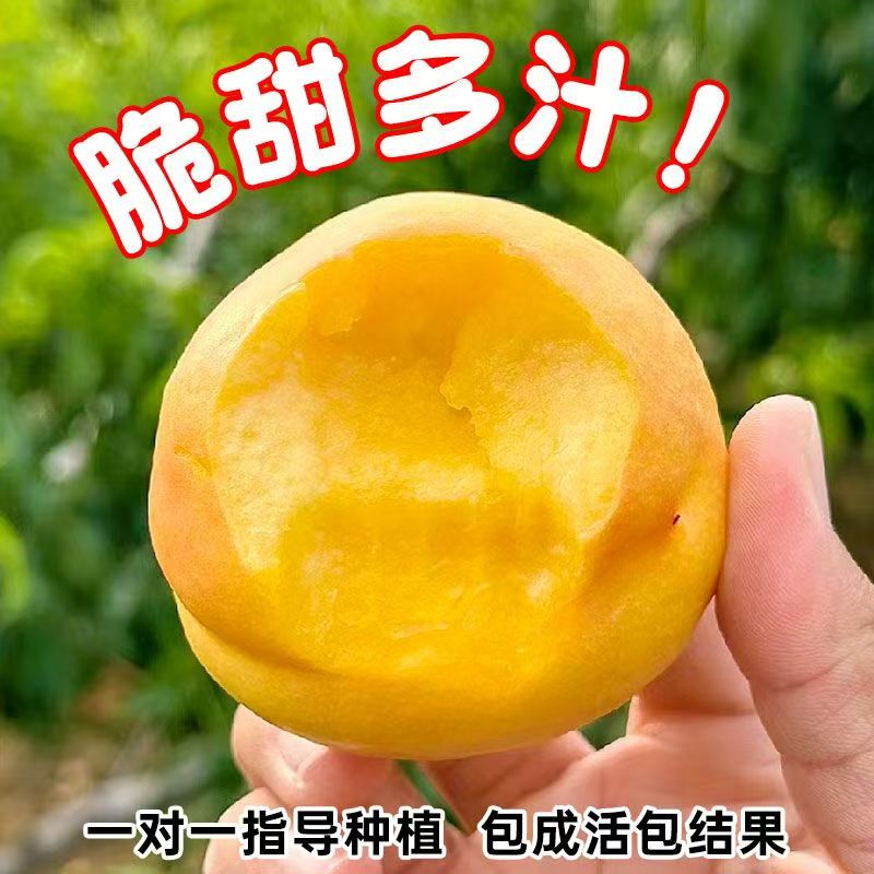 正宗嫁接桃树苗特大锦绣黄桃苗盆栽地栽南北方种植次年结果