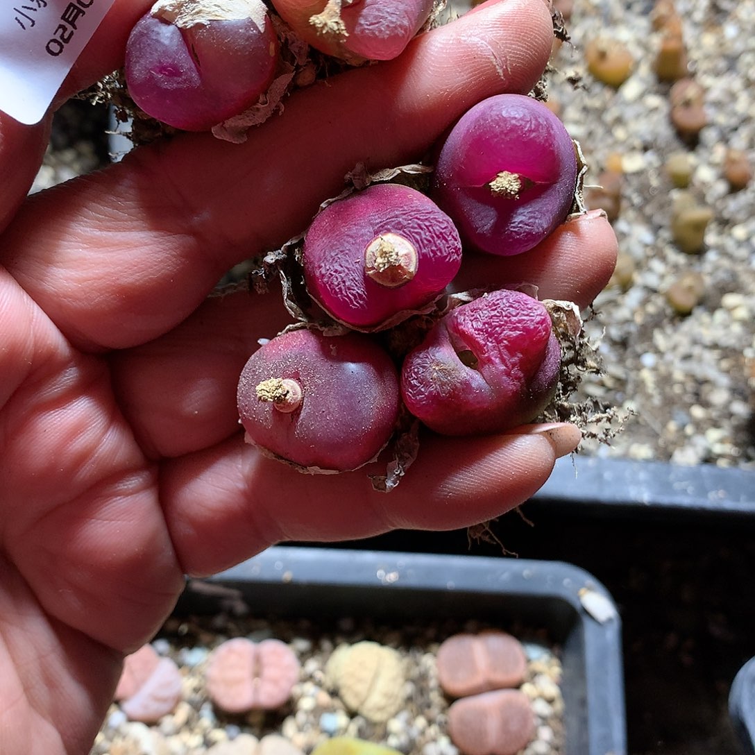 卓*姨D110多肉植物保护研究所