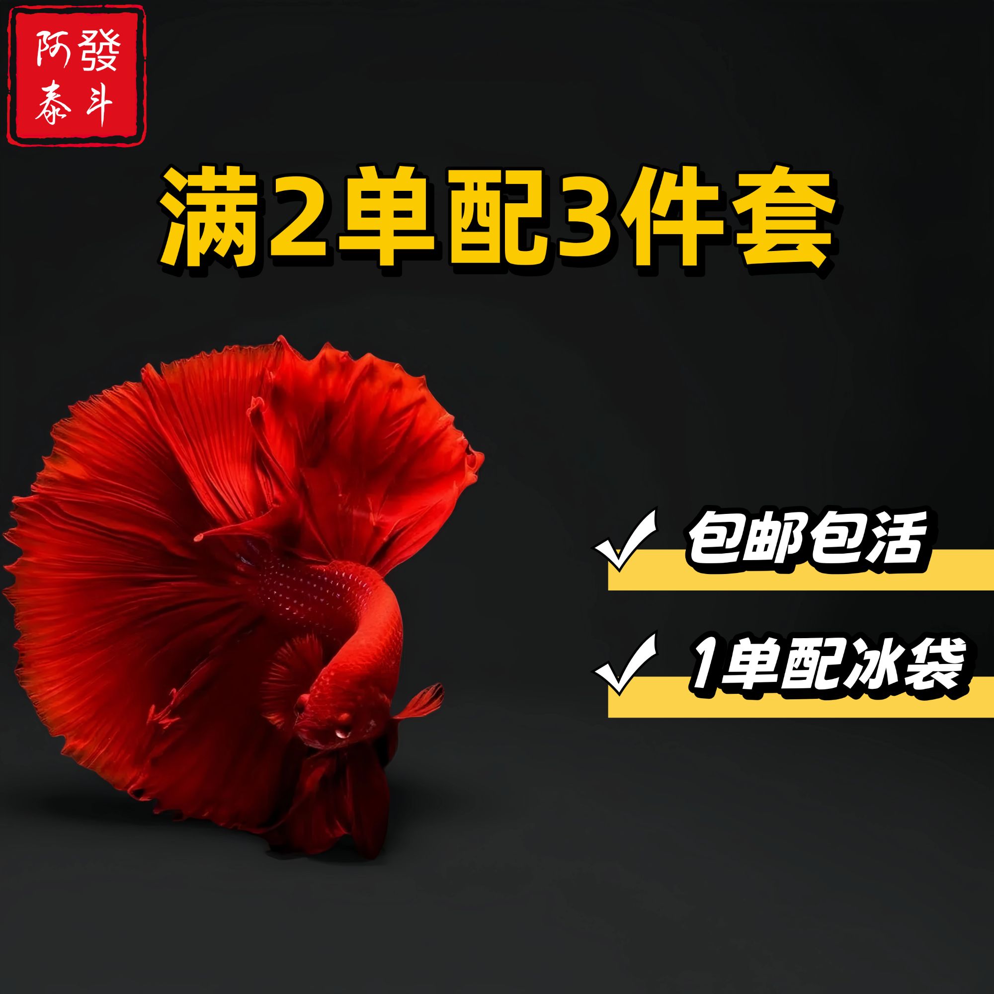 A25精品泰国小型热带淡水观赏斗鱼 好养耐活包邮包活不包损