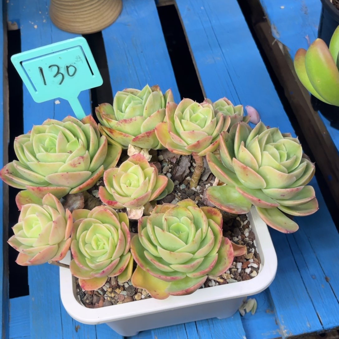 小雨多肉一物一拍星娜塔