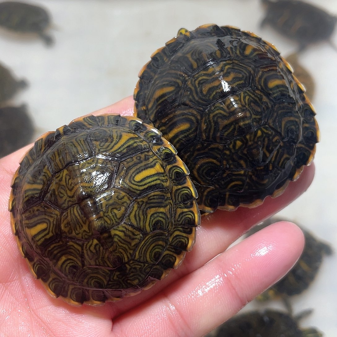 宠物龟不分公母2耳