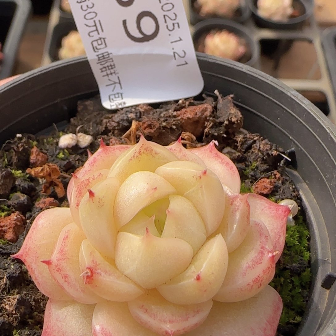 包子麦秆单头一颗脱土