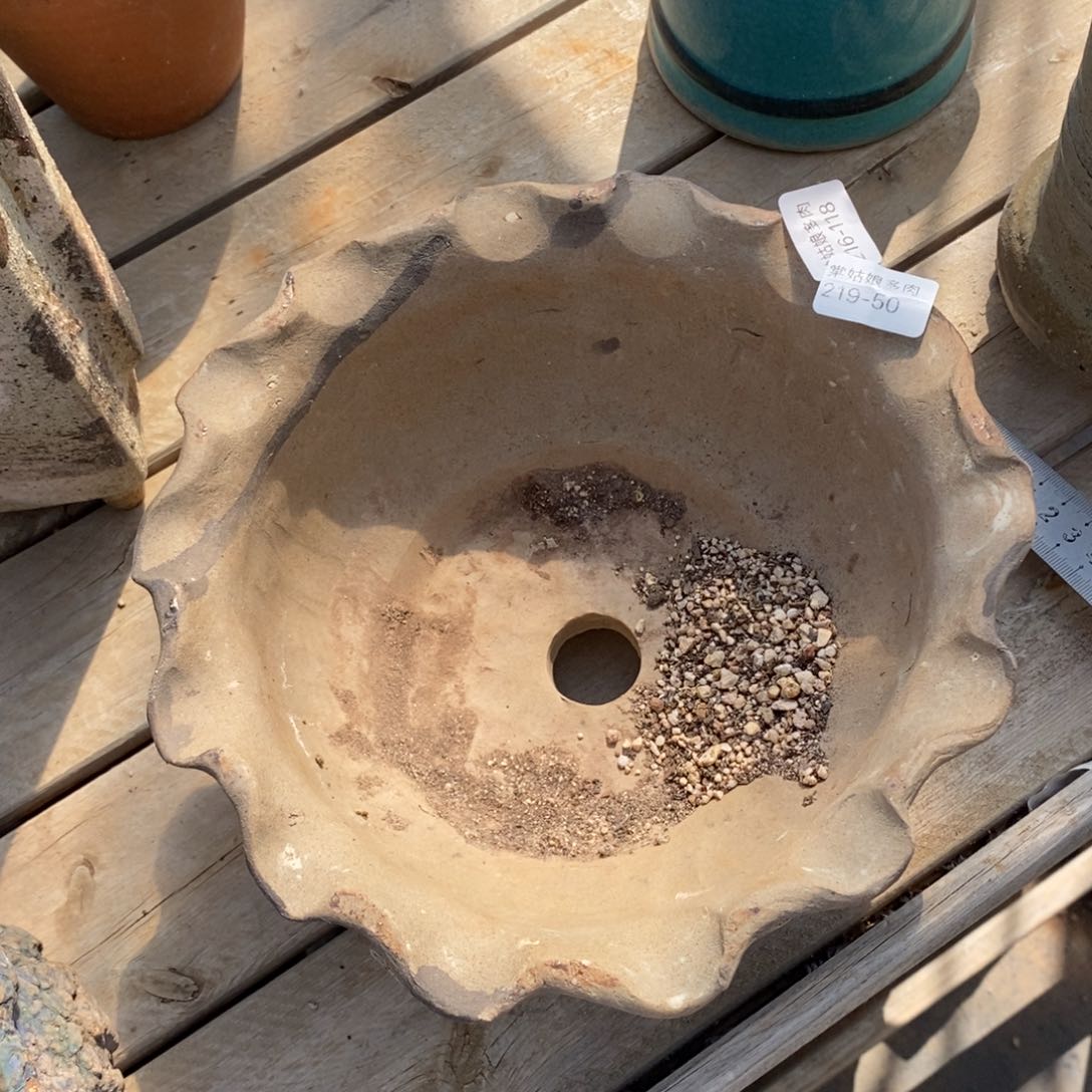 红陶这*大50号多肉盆一个呀