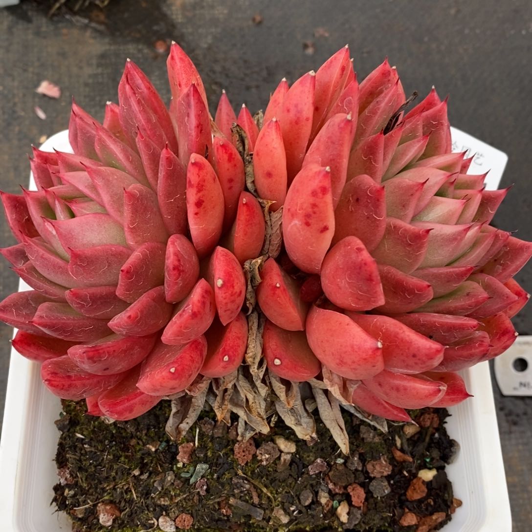 7694杂交多肉老桩