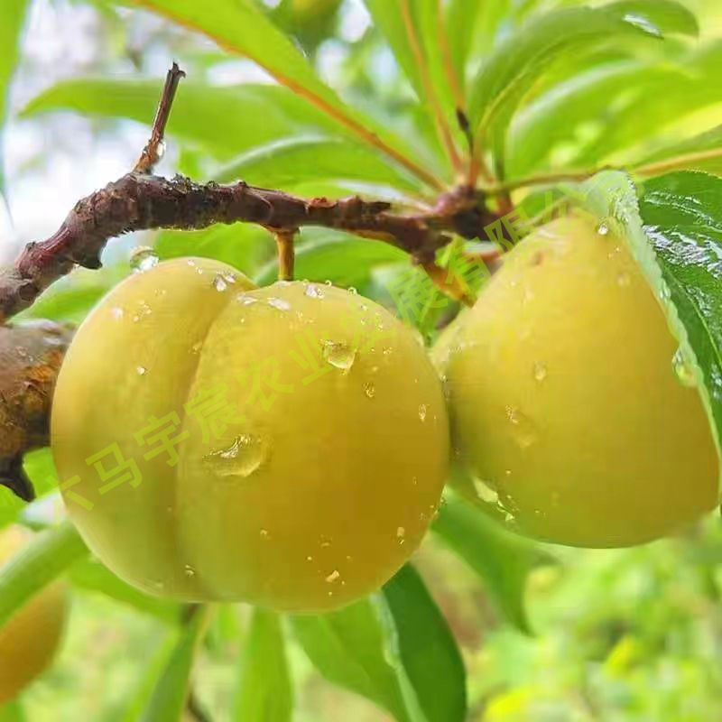 阳光果园：蜂糖李子树苗嫁接苗新品种南北方种植