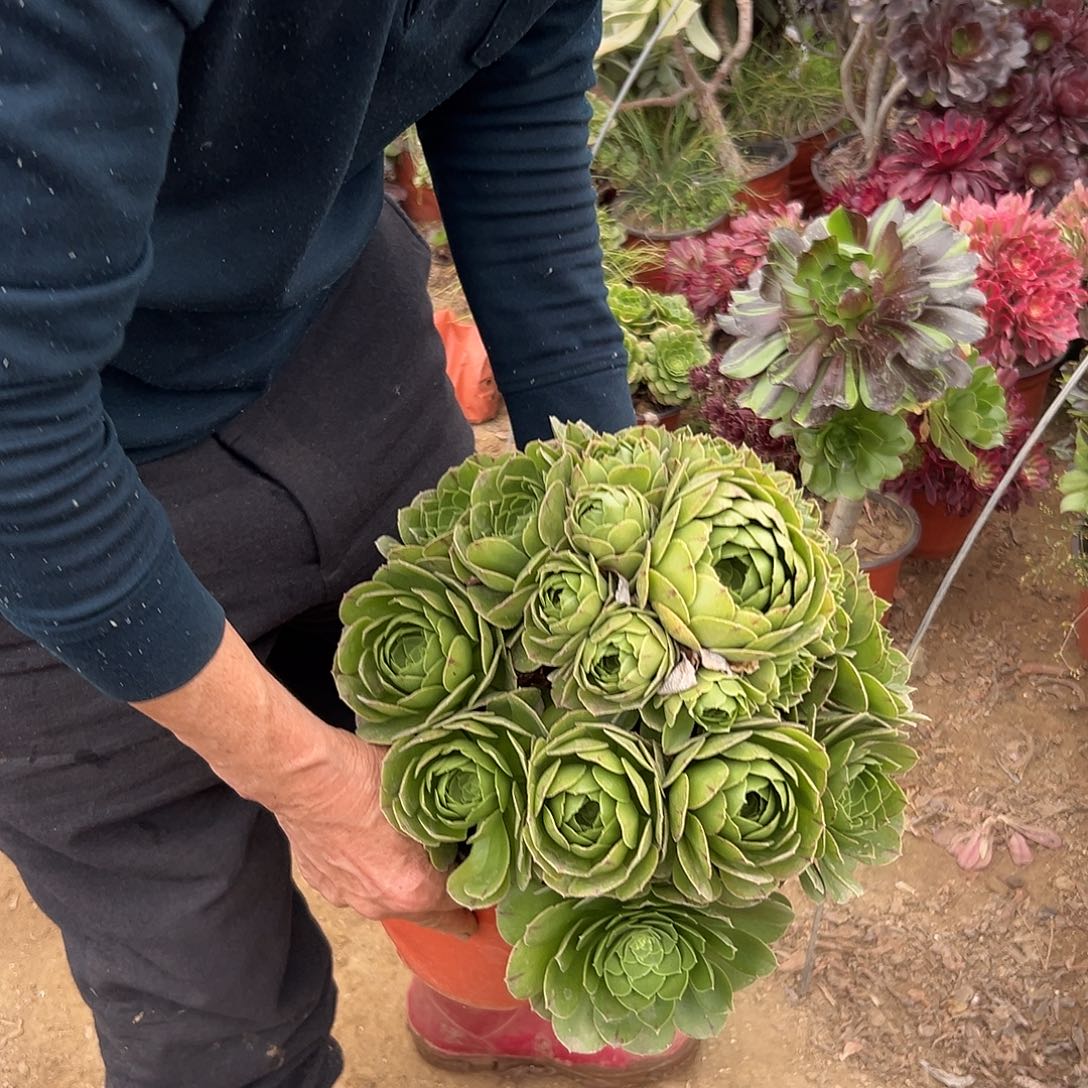 多肉植物多肉植物