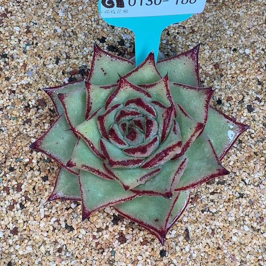 从前慢花园多肉0130-166