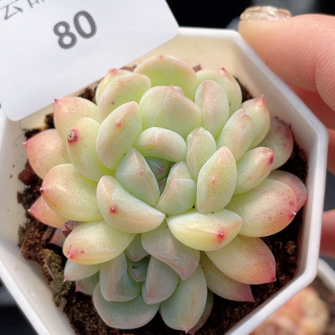 80号糖心冰心珍妮