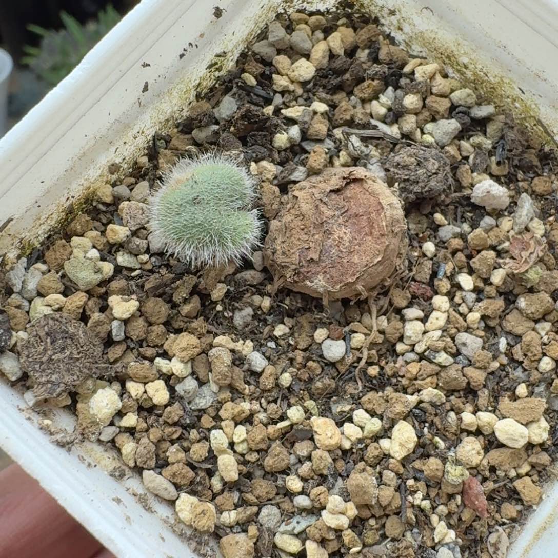 毛叶爱心多肉。