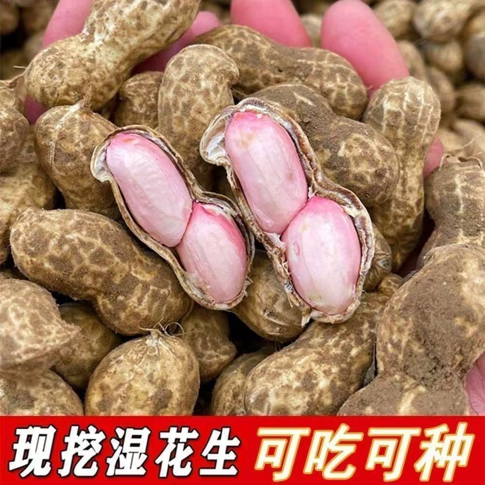 【现摘现发】农家自种带壳带泥湿花生纯手工挑选可水煮1斤3斤5斤