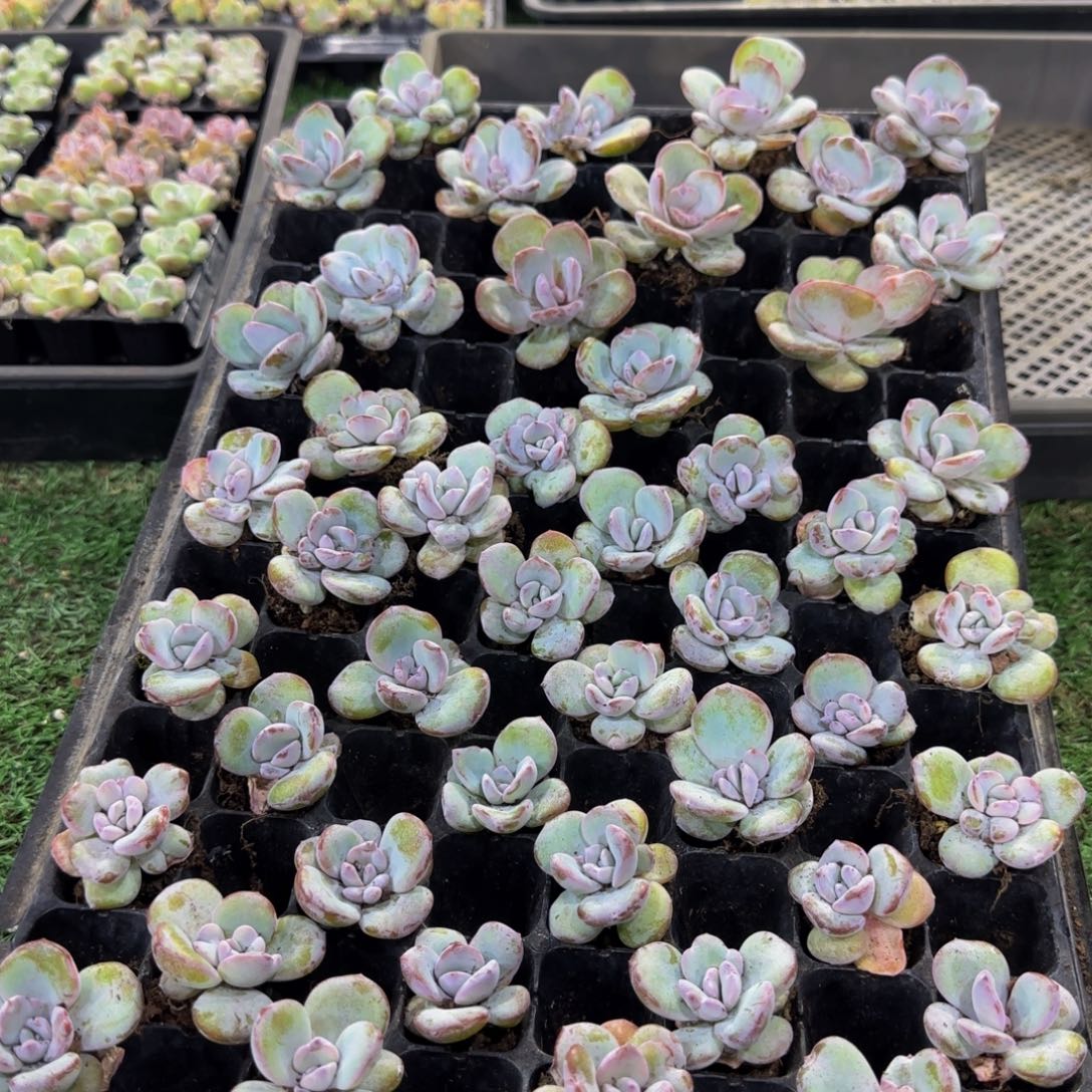 12颗一组畸形奶茶（无售后
