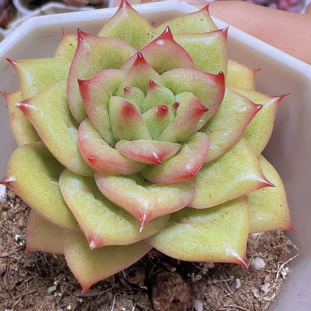 林肯玛丽亚19包邮多肉植物