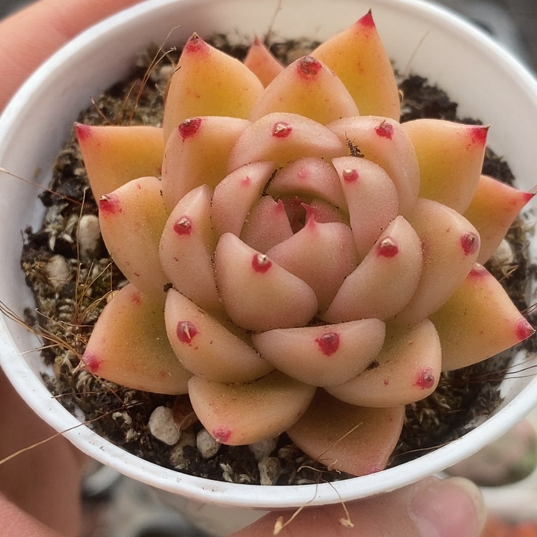 可爱肉肉喜欢拍225