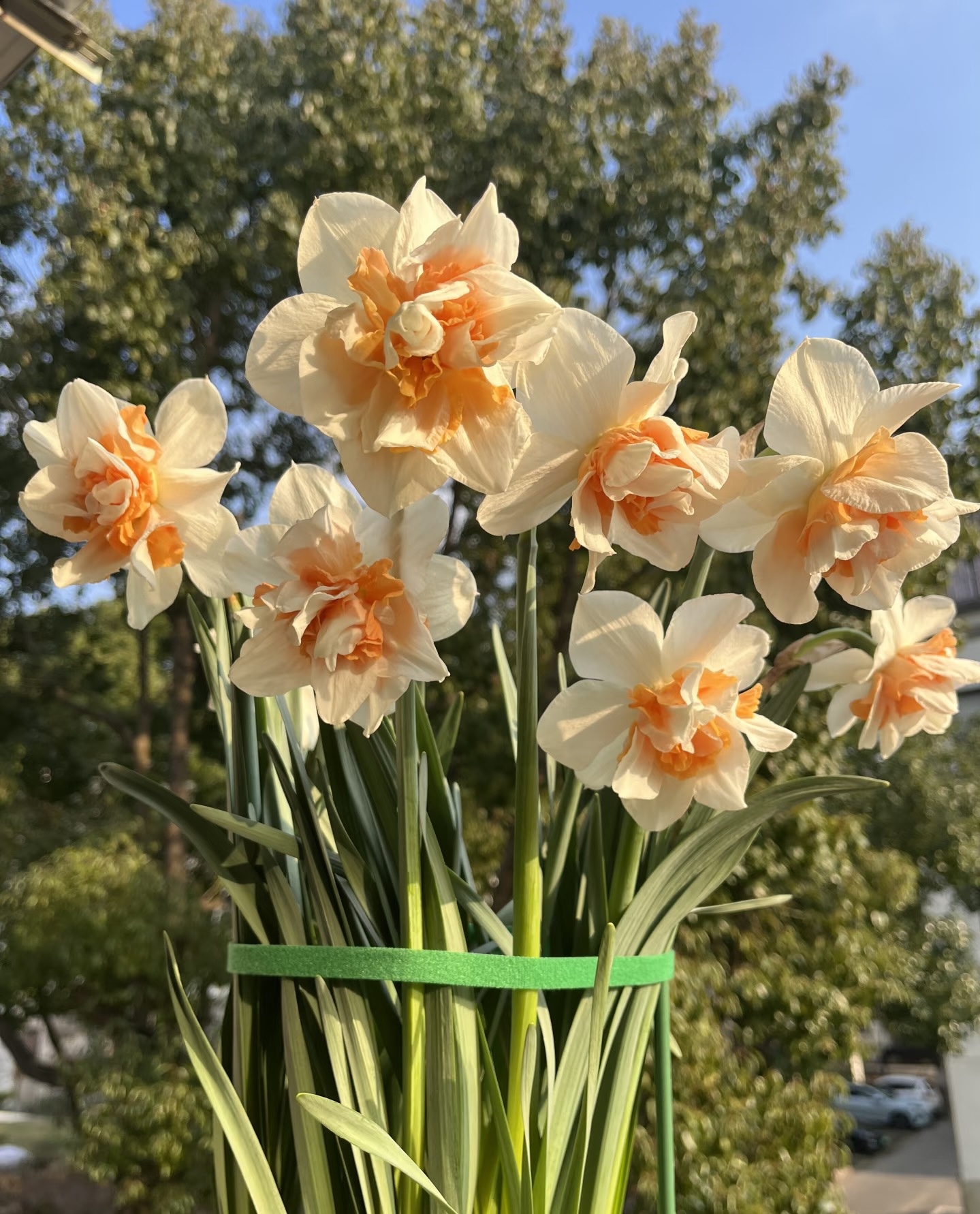 栖野绿境  荷兰进口洋水仙多年生种球