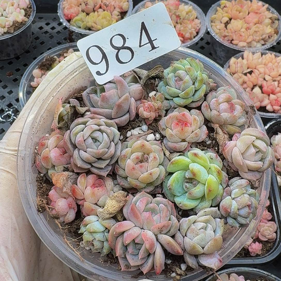 多肉植物多肉植物984