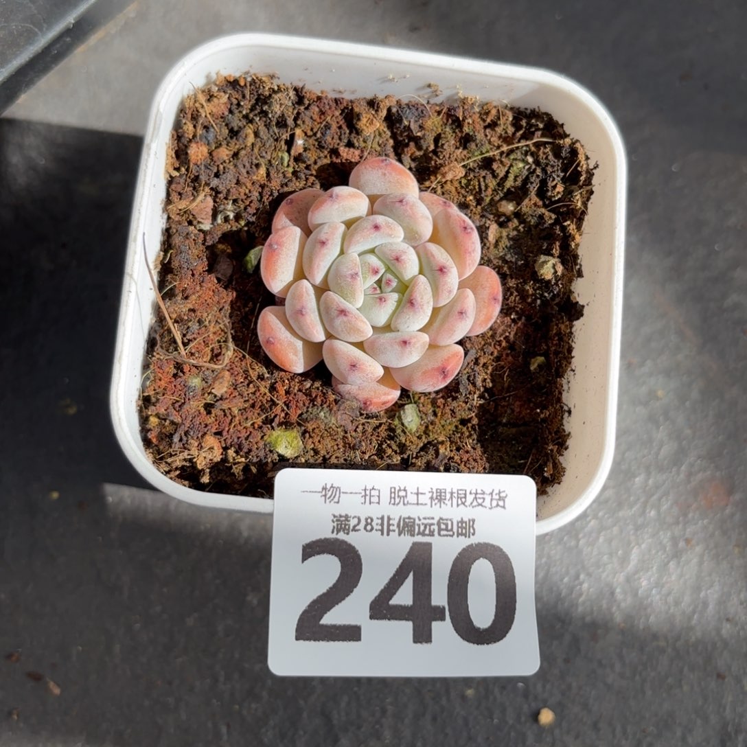 雪爪单头无盆土发货