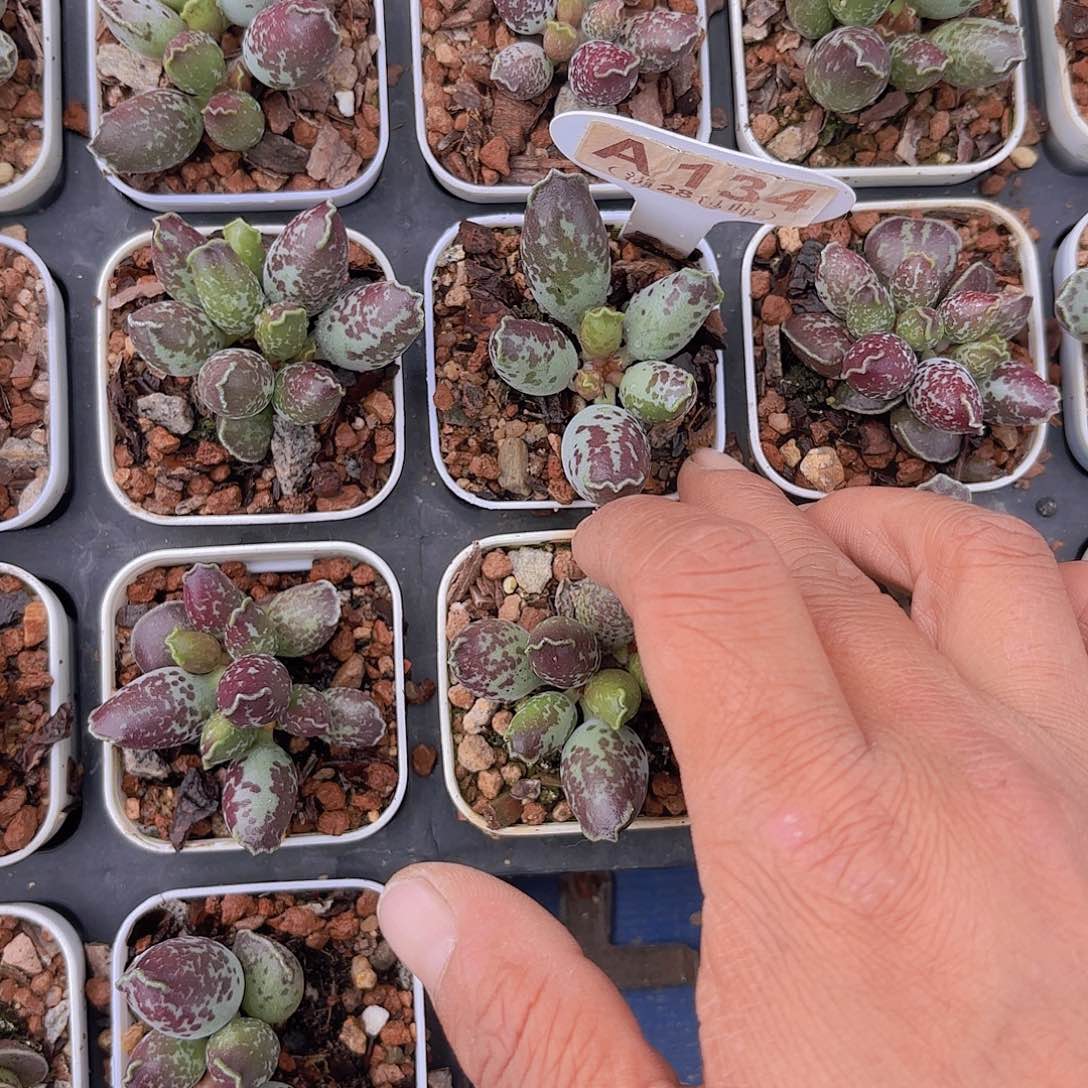 A134海报一物一拍