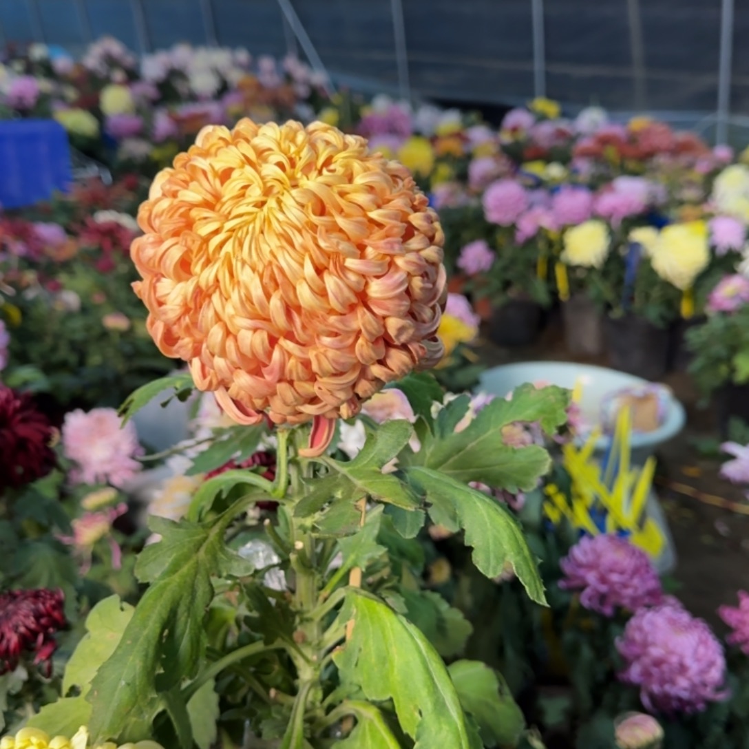 完全开放彩胡夕映轻微花瓣磨损无售后