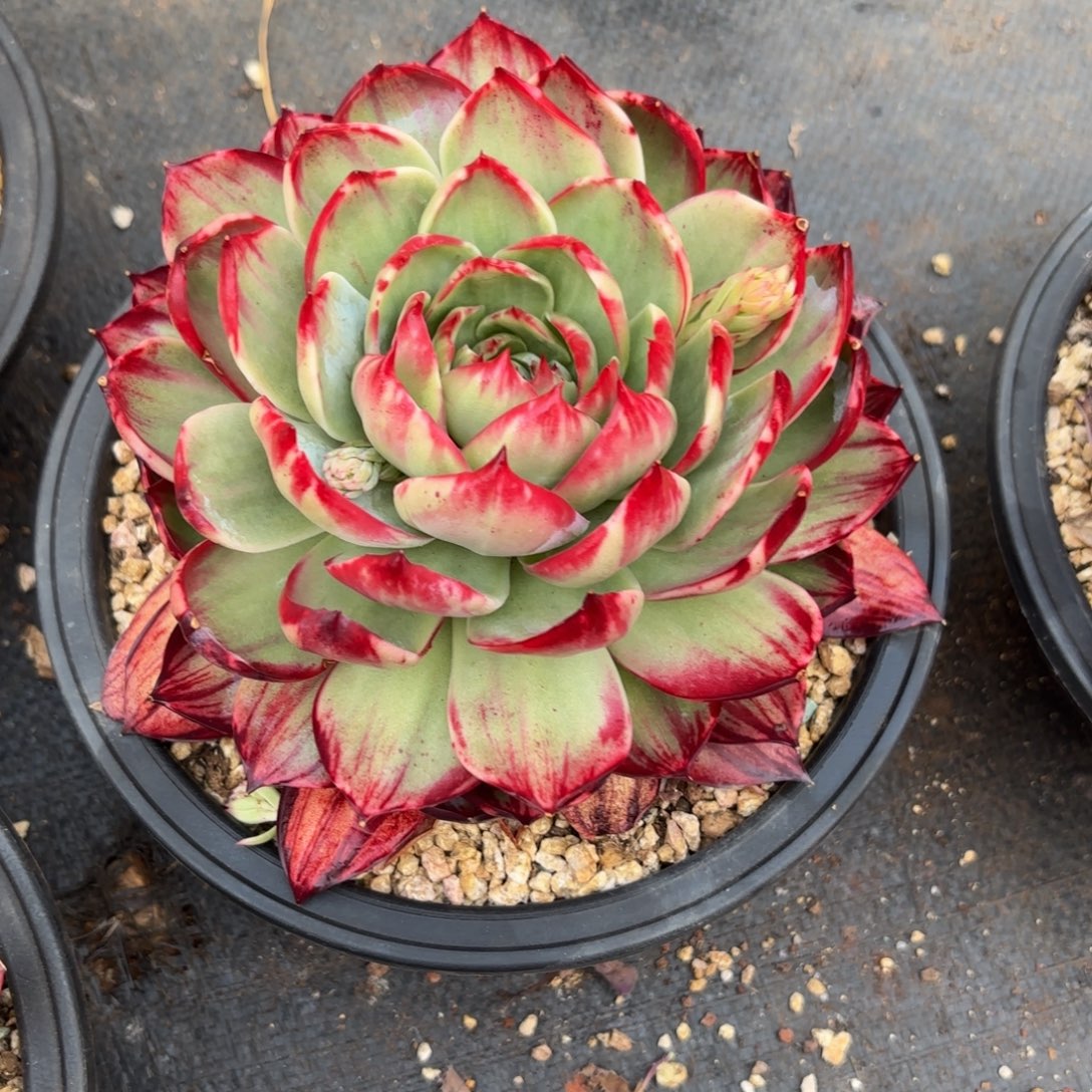 ℳ***℘哈哈哈哈哈哈哈哈哈哈哈