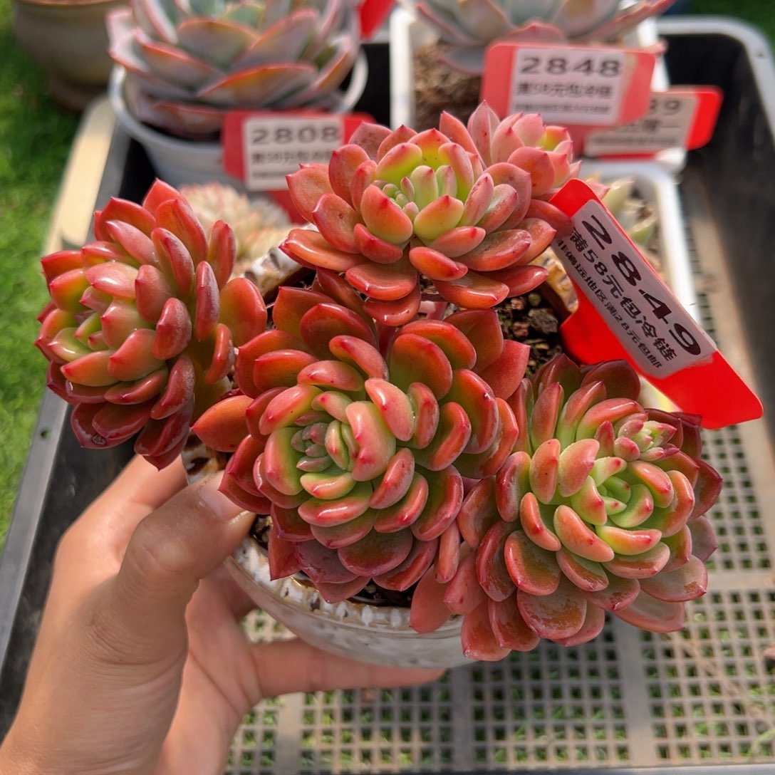 表妹精品多肉2849.