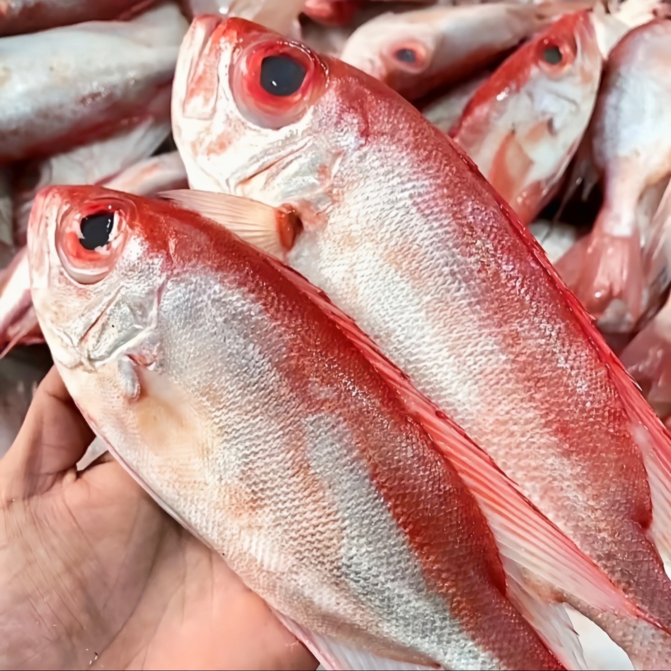 【马鲛仔海产】新鲜大眼鸡红目鲢 5斤 3-4条斤 速冻顺丰包邮博贺港