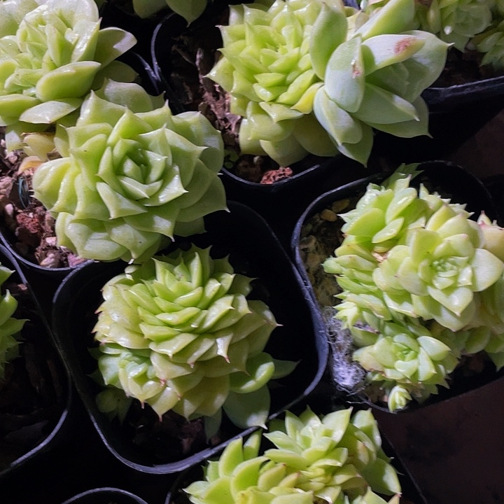 6.5方玫瑰麦秆带哦土发