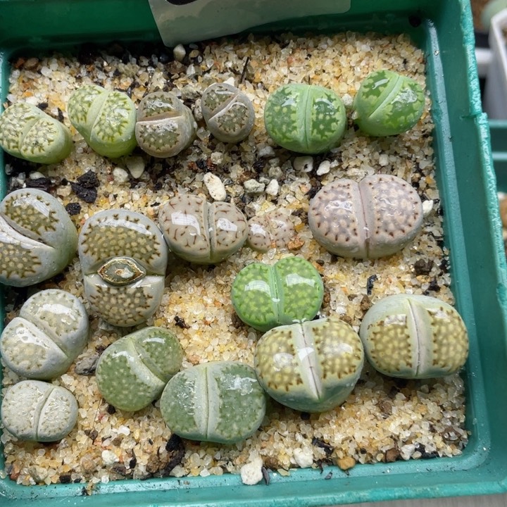 890彩饼干母本带盆