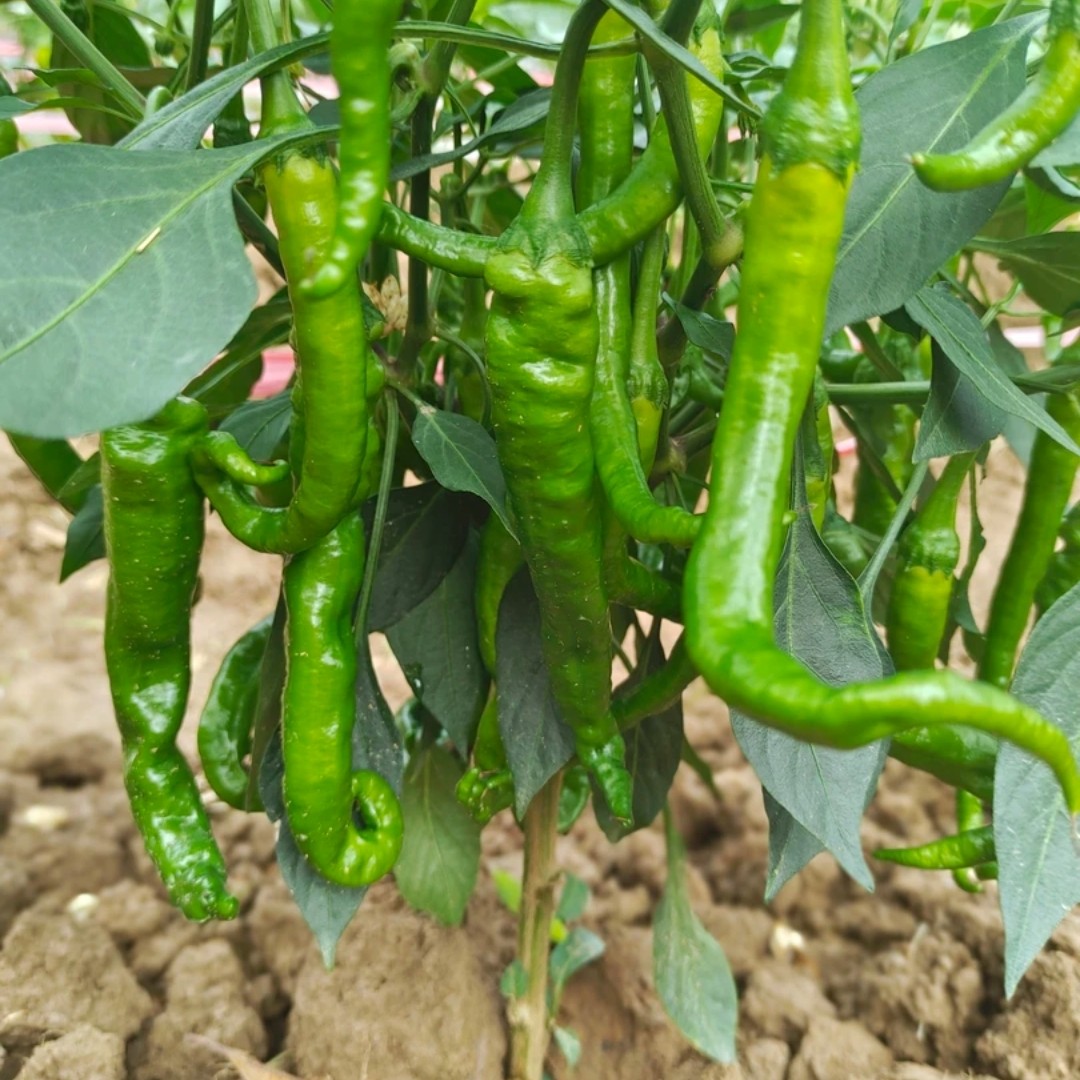 湘西 高山  露天 本地 辣椒 土辣椒 老品种辣椒 老品种螺蛳椒