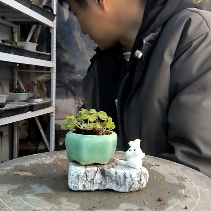 欢**鱼小盆景小植物一物一拍56